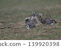 Snow Hare 259 (Hokkaido) 139920398