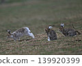 Snow hare 260 (Hokkaido) 139920399