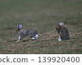Snow Rabbit 261 (Hokkaido) 139920400
