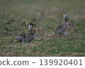 Snow Rabbit 262 (Hokkaido) 139920401