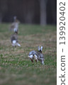 Snow Rabbit 263 (Hokkaido) 139920402