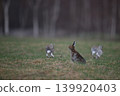 Snow Rabbit 264 (Hokkaido) 139920403