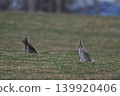 Snow hare 267 (Hokkaido) 139920406