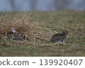 Snow hare 268 (Hokkaido) 139920407