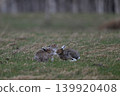 Snow hare 269 (Hokkaido) 139920408