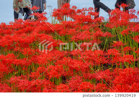 Red spider lilies blooming in Kinchakuda in September Red spider lilies blooming in Kinchakuda in September 139920419