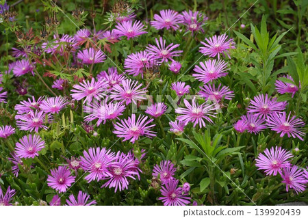 Pink flowers bloomed Pink flowers bloomed 139920439