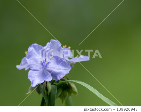 一片美麗的紫露草背景。 139920945