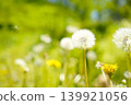 Dandelion swaying in the wind 139921056