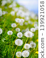 Dandelion's Waste 139921058