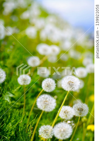 Dandelion's Waste Dandelion's Waste 139921058