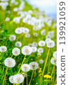 Dandelion's fluff 139921059