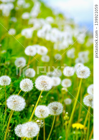 Dandelion's fluff Dandelion's fluff 139921059