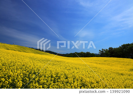 The plateau scenery of the San-no-Kura Plateau flower fields, where rape blossoms spread out, against the blue sky. The plateau scenery of the San-no-Kura Plateau flower fields, where rape blossoms spread out, against the blue sky. 139921090