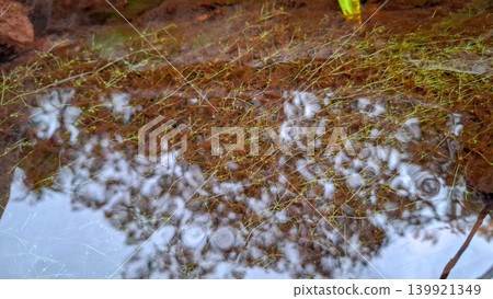 Fresh Water Aquatic Plant Utricularia in Swampy River 139921349
