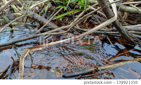 Clear Freshwater Stream Flowing Through Forest Debris 139921350