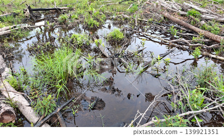 Deforested Freshwater Swamp Area with Regrowing Vegetation 139921351