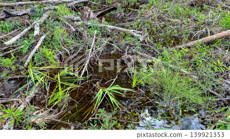 Shaded Freshwater Swamp with Sedges and Log Debris Shaded Freshwater Swamp with Sedges and Log Debris 139921353