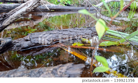 Submerged Wet Log in Clean Freshwater Stream 139921356