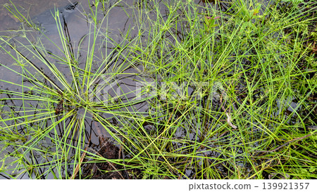 Green Sedge Plant Growing in Shallow Freshwater 139921357