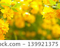 Yellow roses (Kerria japonica) 139921375