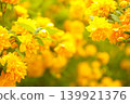 Yellow roses (Kerria japonica) 139921376
