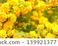 Yellow roses (Kerria japonica) 139921377