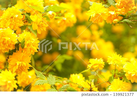 Yellow roses (Kerria japonica) Yellow roses (Kerria japonica) 139921377