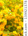 Yellow roses (Kerria japonica) 139921378