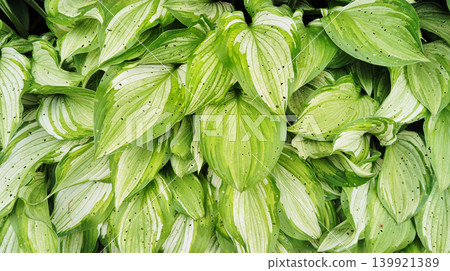 Close-up of a fresh green hosta (Hosta) with a vibrant green background texture B (16:9 aspect ratio) 139921389