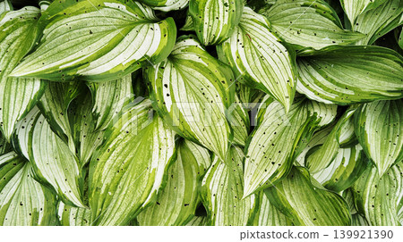 Close-up of a fresh green hosta (Hosta) with a vibrant green background texture C 16:9 Close-up of a fresh green hosta (Hosta) with a vibrant green background texture C 16:9 139921390