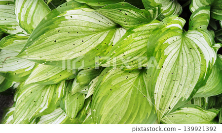 Close-up of a fresh green hosta (Hosta) with a vibrant green background texture (16:9 aspect ratio) 139921392