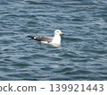 漂浮在海的海鷗 139921443