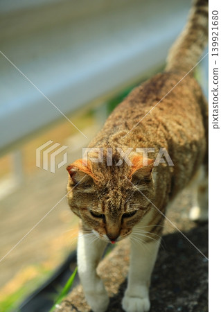 Cat paradise cat island welcome Cat paradise cat island welcome 139921680