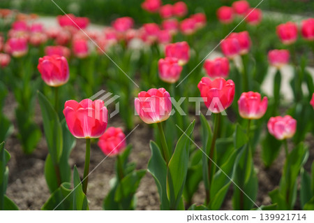 Pink Dreamland tulips in a spring garden. Van Eijk. Rosy Delight. Pink Dreamland tulips in a spring garden. Van Eijk. Rosy Delight. 139921714