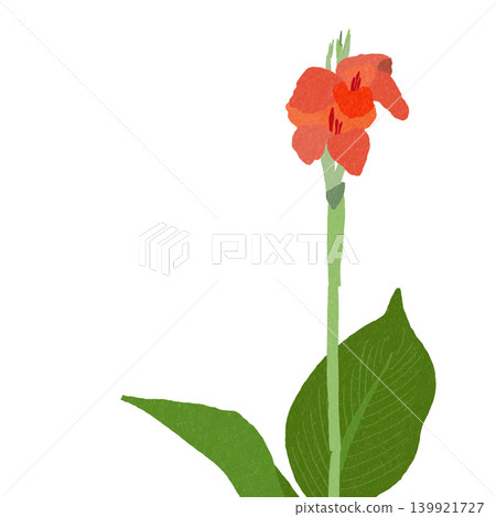 Hand-drawn flower illustration: Canna Hand-drawn flower illustration: Canna 139921727