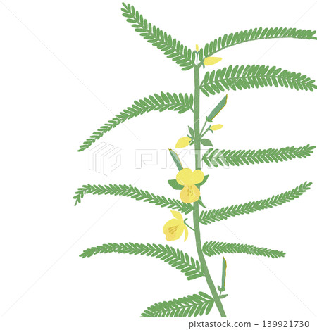 Hand-drawn flower illustration: Cassia obtusifolia Hand-drawn flower illustration: Cassia obtusifolia 139921730
