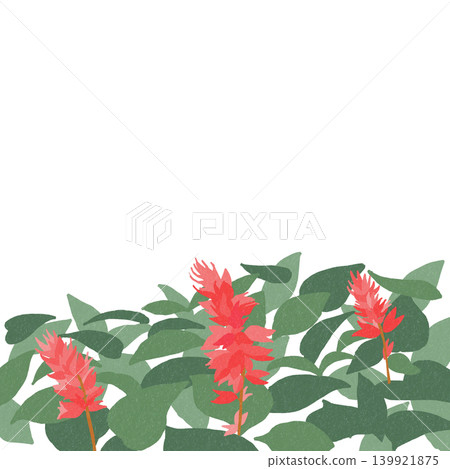 Hand-drawn flower illustration: Salvia Hand-drawn flower illustration: Salvia 139921875