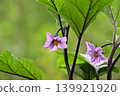 茄子花（室外栽培） 139921920