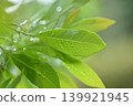 常綠楊梅（楊梅）的嫩葉 139921945