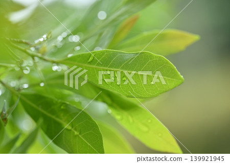 常綠楊梅（楊梅）的嫩葉 139921945