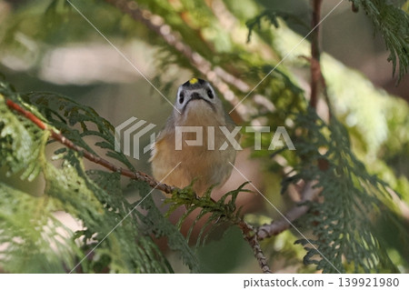 Goldcrest Goldcrest 139921980