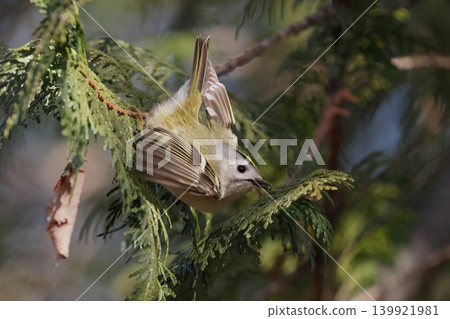 Goldcrest Goldcrest 139921981