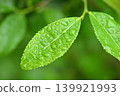 嫩茶葉和水滴 139921993
