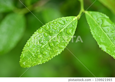 嫩茶葉和水滴 139921993