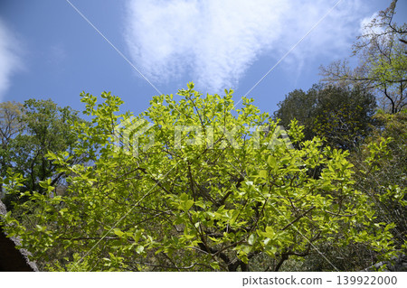 Fresh green Fresh green 139922000