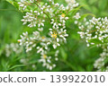 南天花 139922010