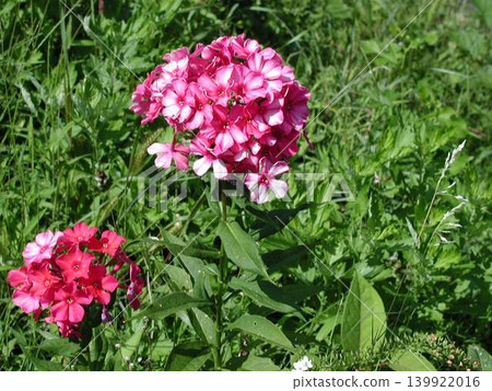 Red Keito Flower Red Keito Flower 139922016