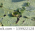 池塘里漂浮的水生植物 139922128