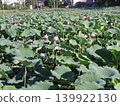 池塘裡生長著一簇蓮花 139922130